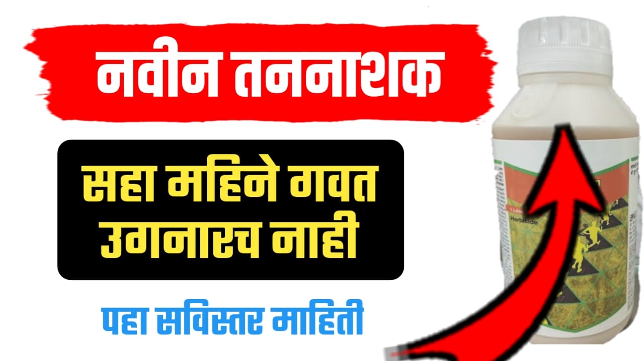 ६ महिने तणांपासून