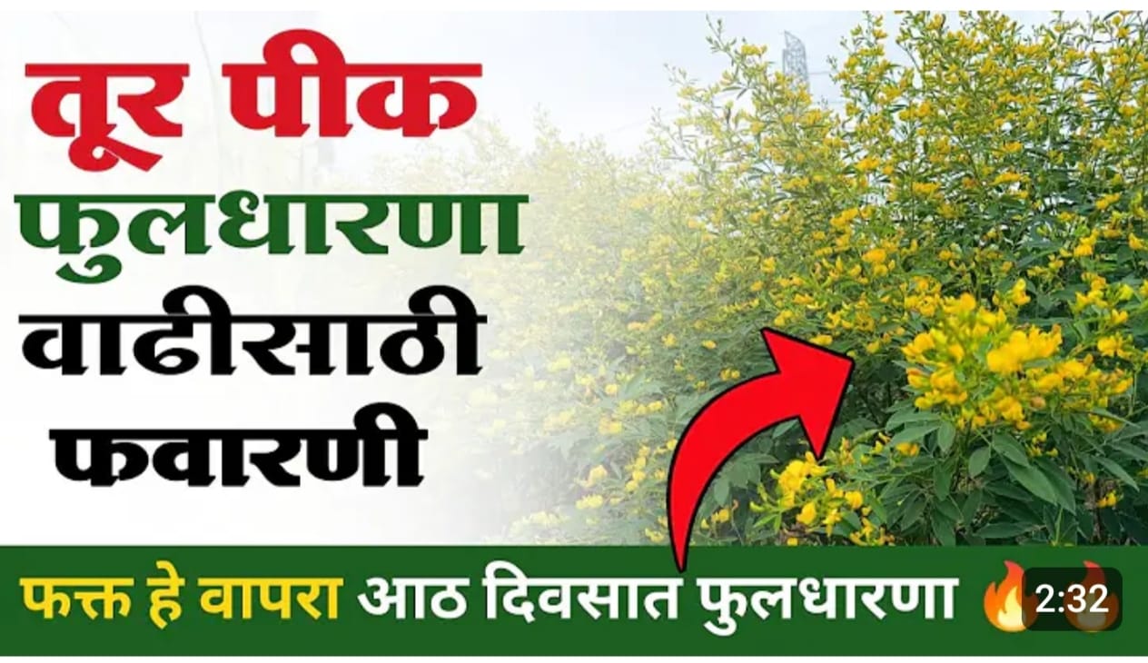 तूर पिकामध्ये फुलधारणा